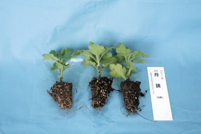 画像1: 【人気商品】6月咲の八重小菊