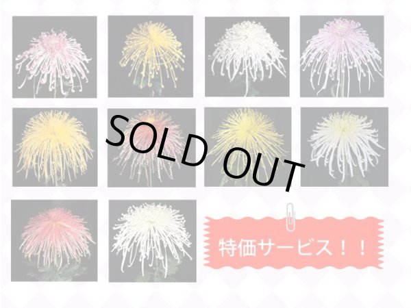 画像1: 【特価】管物咲組物 5種各1本　計5本 (1)