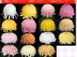 画像1: 人気商品【特価】厚物咲組物 3種各1本　計3本 (1)