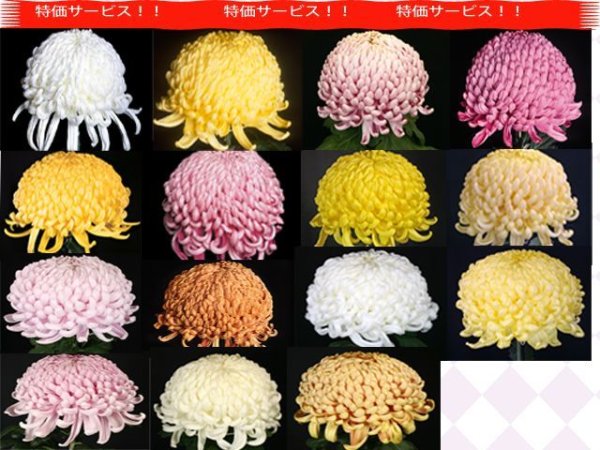 画像1: 人気商品【特価】厚物咲組物 3種各1本　計3本 (1)
