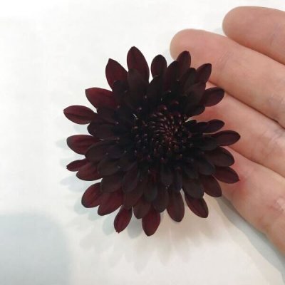 画像3: 【チョコレートような花色】黒菊　ショコラティエ