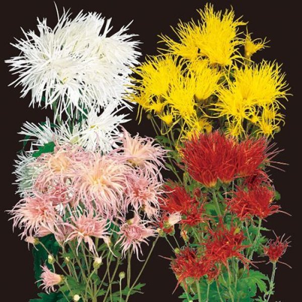 画像1: 【人気商品】嵯峨菊（さがぎく） (1)