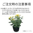 画像4: 人気商品！【数量限定】 今年の秋に開花する♪　アソートクッションマム (4)