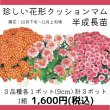 画像1: 【数量限定】今年の秋に開花する♪　珍しい花形クッションマム (1)