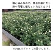 画像3: 【数量限定】今年の秋に開花する♪　珍しい花形クッションマム (3)