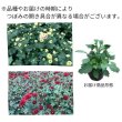 画像2: 【数量限定】今年の秋に開花する♪　珍しい花形クッションマム (2)