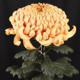 伝統の菊】大菊厚物咲 - e-MUMshop (Page 1)