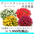 画像1: 人気商品！【数量限定】 今年の秋に開花する♪　アソートクッションマム (1)