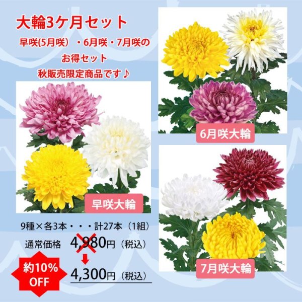 画像1: 【10%OFF】大輪3ヶ月セット (1)