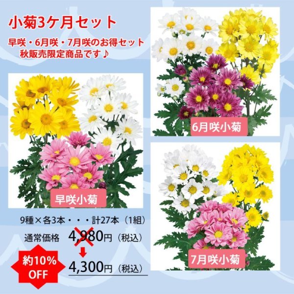 画像1: 【10%OFF】小菊3ヶ月セット (1)