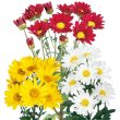 画像1: 【新品種が登場】早咲の小菊 (1)