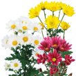 画像1: 【新品種が登場】6月咲の小菊 (1)