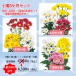 画像1: 【10%OFF】小菊3ヶ月セット (1)