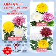 画像1: 【10%OFF】大輪3ヶ月セット (1)