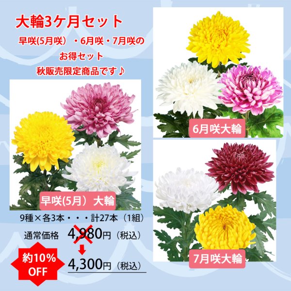 画像1: 【10%OFF】大輪3ヶ月セット (1)