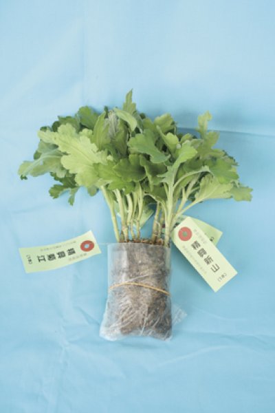 画像2: 【ロングセラー商品！】お盆の二輪菊
