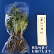 画像2: 【人気商品】嵯峨菊（さがぎく） (2)