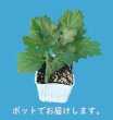 画像2: 人気商品【特価】厚物咲組物 3種各1本　計3本 (2)