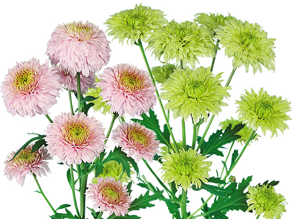 11年発表スプレー菊 春の最新品種