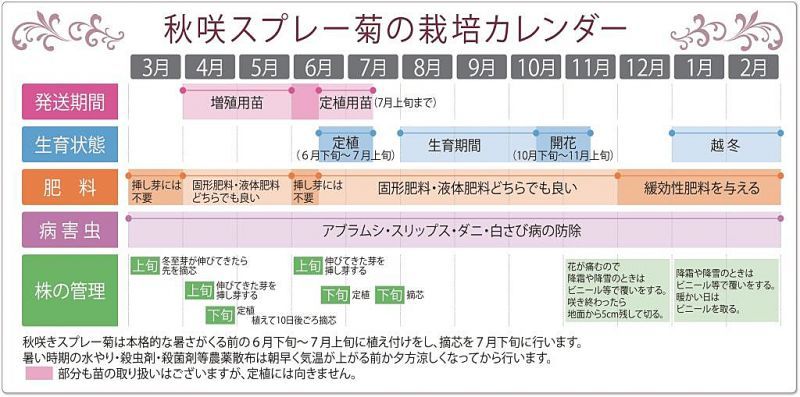 秋咲菊の栽培カレンダー E Mumshop