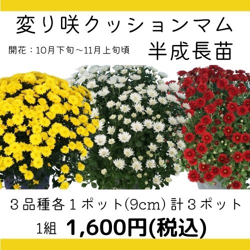 【数量限定】今年の秋に開花する　 変り咲クッションマム